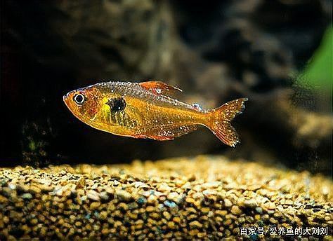 金龍魚眼睛白點如何早期發(fā)現(xiàn)？