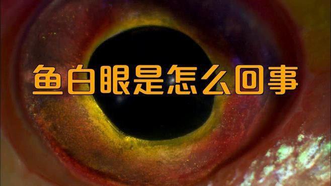 金龍魚眼睛白點如何早期發(fā)現(xiàn)？