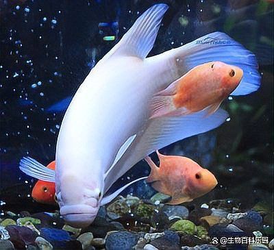 龍魚趴缸是什么癥狀啊：龍魚趴缸如何快速恢復