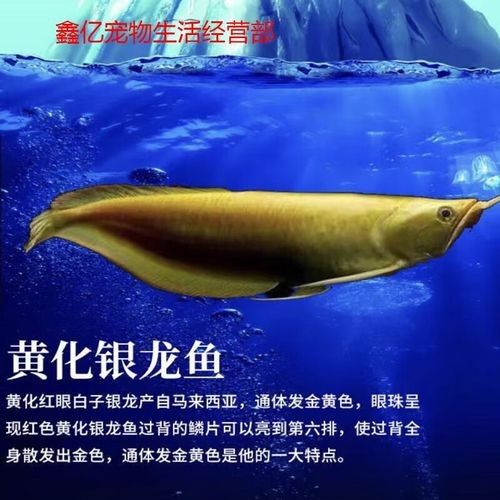 黃化銀龍魚好養嗎怎么養的好 黃化銀龍魚好養嗎怎么養的好 龍魚百科 第6張