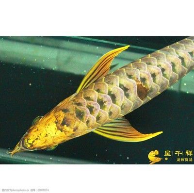 哈密市祥龍魚長（哈密市祥龍魚長品種介紹哈密市祥龍魚長的具體介紹）