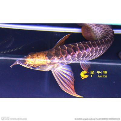 哈密市祥龍魚長（哈密市祥龍魚長品種介紹哈密市祥龍魚長的具體介紹）
