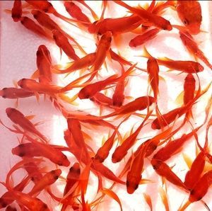 龍魚喂蝦好還是小魚好：龍魚在幼年時期更適合喂食蝦而成年龍魚幼年期營養(yǎng)需求詳解