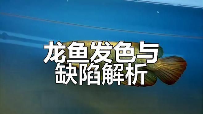 紅龍腮部顏色的心理影響