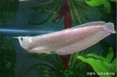 白色龍魚叫什么名字好聽：白色龍魚是什么魚