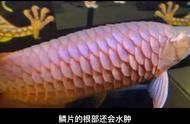 龍魚01：黔優網(qianu.com)b2bqianu.com)b2b免費發布信息平臺