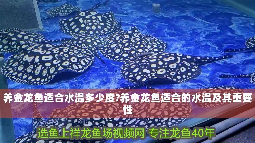 養(yǎng)金龍魚適合水溫多少度?養(yǎng)金龍魚適合的水溫及其重要性