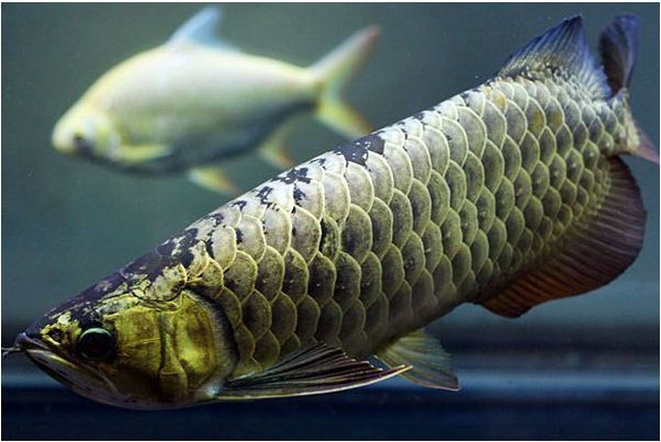 觀賞金龍魚什么價格好一點（觀賞金龍魚價格因其品種、品相、體型、年齡等因素而異）