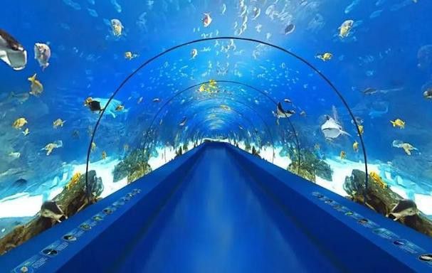 紅龍魚生長速度圖解視頻教程大全（紅龍魚生長速度圖解視頻教程大全下載） 紅龍魚生長速度圖解視頻教程大全（紅龍魚生長速度圖解視頻教程大全下載） 龍魚百科 第7張