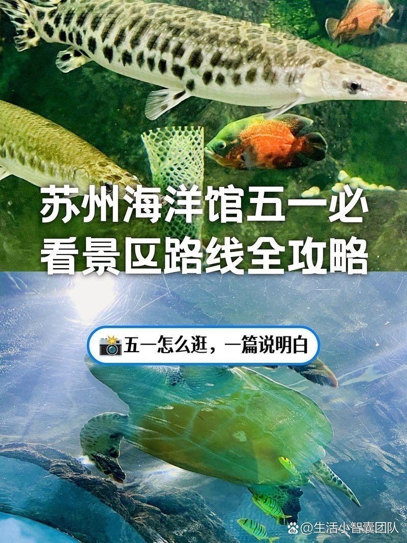 紅龍魚生長速度圖解視頻教程大全（紅龍魚生長速度圖解視頻教程大全下載） 紅龍魚生長速度圖解視頻教程大全（紅龍魚生長速度圖解視頻教程大全下載） 龍魚百科 第13張