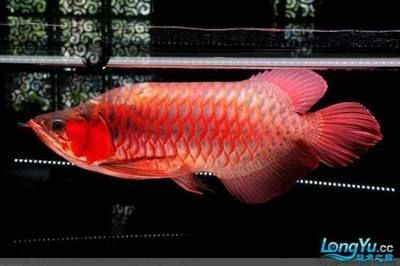 紅龍魚還是金龍魚貴（紅龍魚和金龍魚哪個品種最貴紅龍魚和金龍魚哪個更貴）