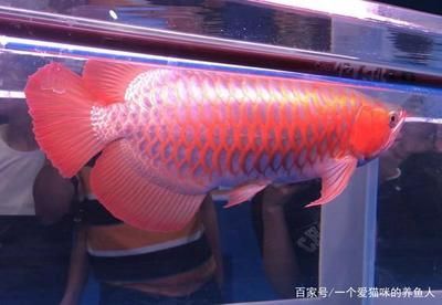 養龍魚有什么好處嗎為什么要養龍魚呢：養龍魚不僅僅是一種愛好，它還帶來了許多實際的好處