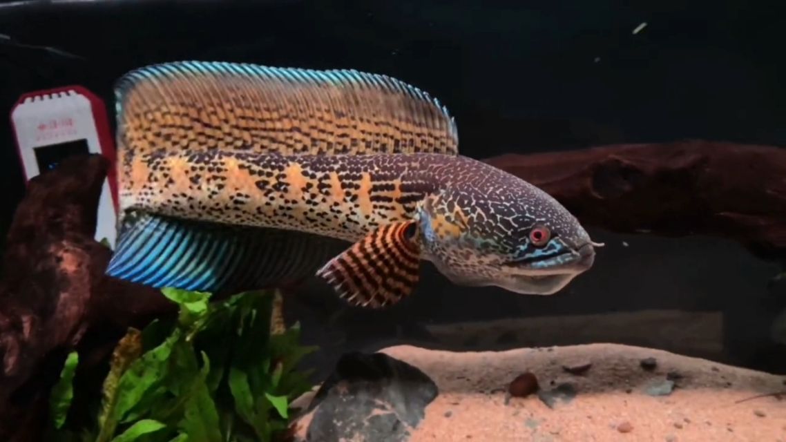 黃金眼鏡蛇雷龍魚適合多少度水溫：黃金眼鏡蛇雷龍魚適合的水溫范圍