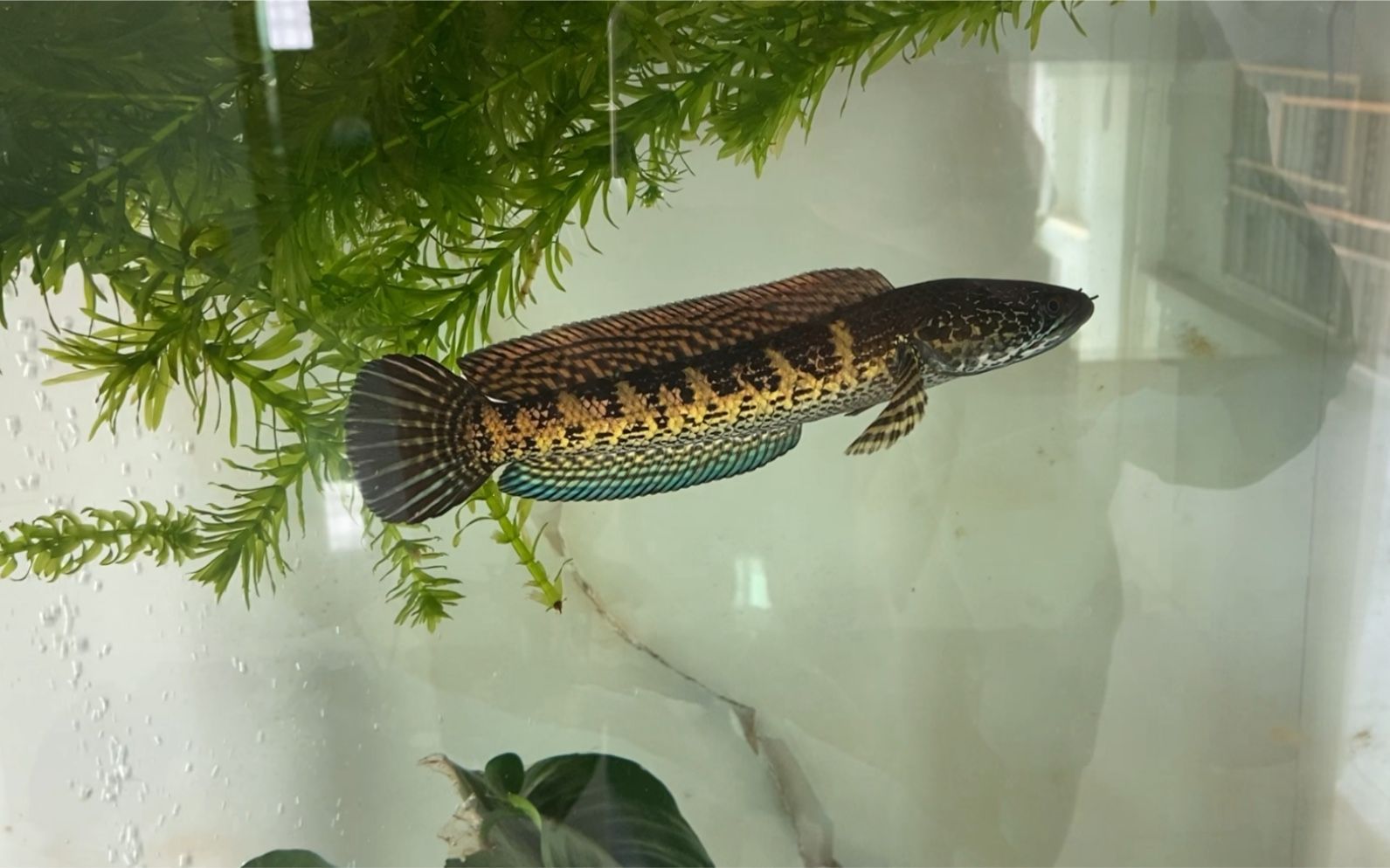 黃金眼鏡蛇雷龍魚適合多少度水溫：黃金眼鏡蛇雷龍魚適合的水溫范圍
