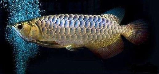 養銀龍魚需要多高水位：養銀龍魚需要考慮到水質、光照和空間等多個因素，養銀龍魚需要多高水位