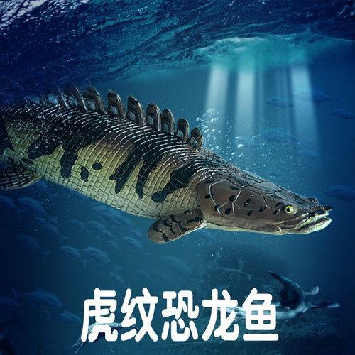 虎紋恐龍魚一年能長多大啊圖片