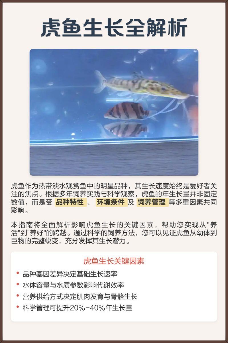 虎紋恐龍魚一年能長多大啊圖片