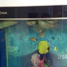 巴彥淖爾龍魚(yú)專賣店：巴彥淖爾市臨河區(qū)龍躍龍魚(yú)俱樂(lè)部]08索結(jié)果