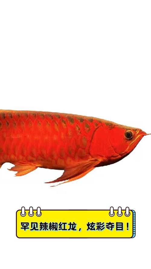 紅龍魚(yú)品牌等級(jí)分類圖解大全