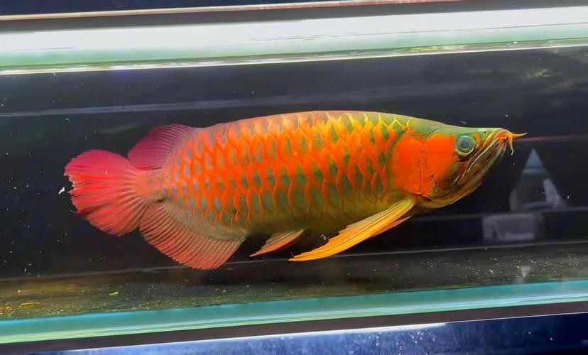 紅龍魚(yú)品牌等級(jí)分類圖解大全