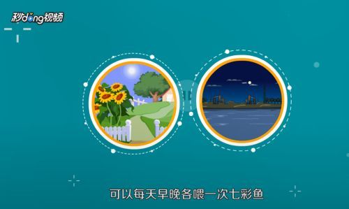 七彩龍魚好養(yǎng)嗎怎么養(yǎng)：七彩雷龍魚好養(yǎng)嗎