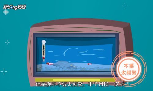 七彩龍魚好養(yǎng)嗎怎么養(yǎng)：七彩雷龍魚好養(yǎng)嗎