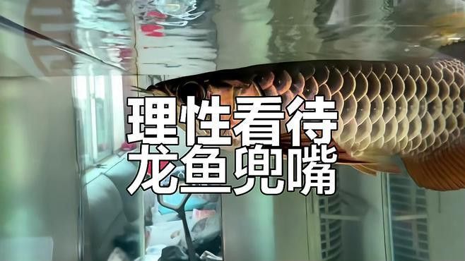 如何判斷紅龍魚是否兜嘴？