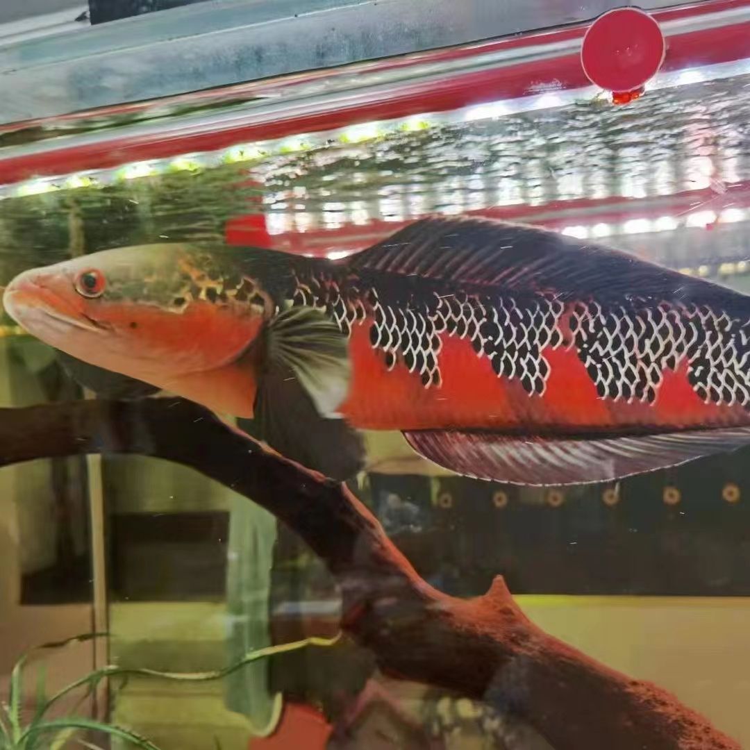 鸚鵡魚可以和龍魚混養嗎：鸚鵡魚和龍魚可以混養嗎