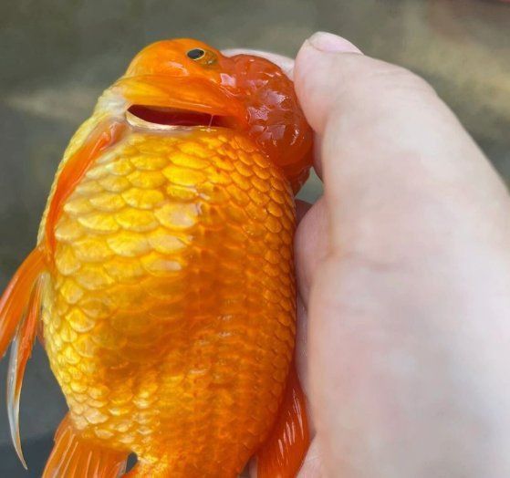 錦鯉懷孕后多久產子