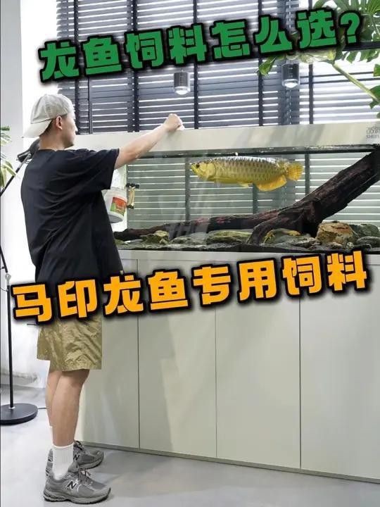 有哪些品牌紅龍魚飼料推薦？