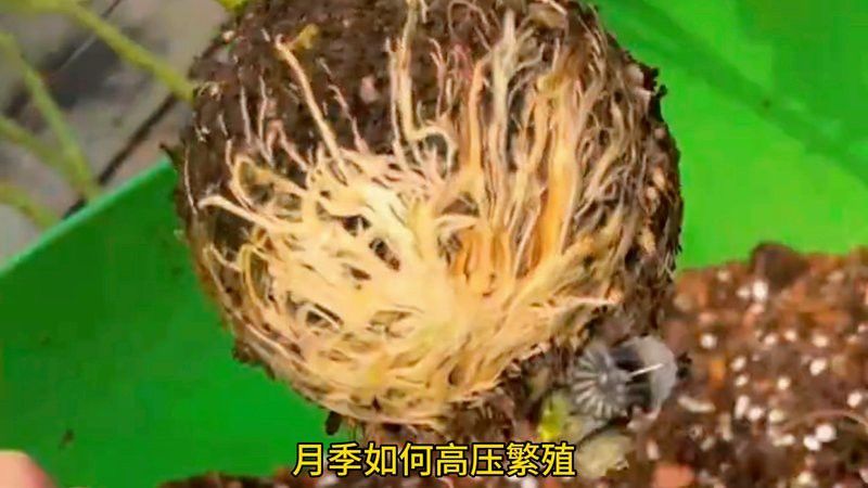 紅龍?jiān)录靖邏悍敝车木唧w步驟