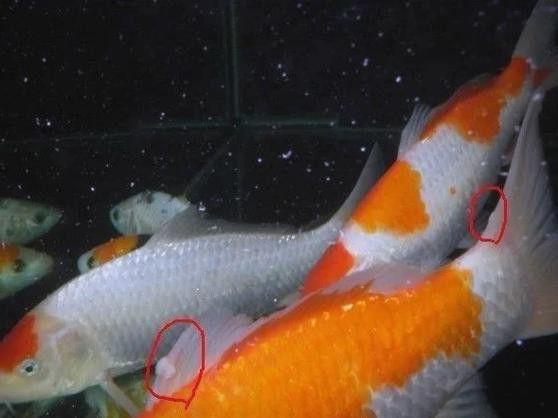 金龍魚尾巴上長了紅色疙瘩圖片