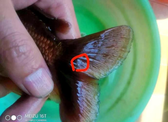 金龍魚尾巴上長了紅色疙瘩圖片