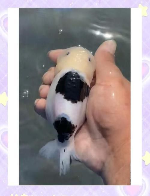 金龍魚尾巴上長了紅色疙瘩圖片