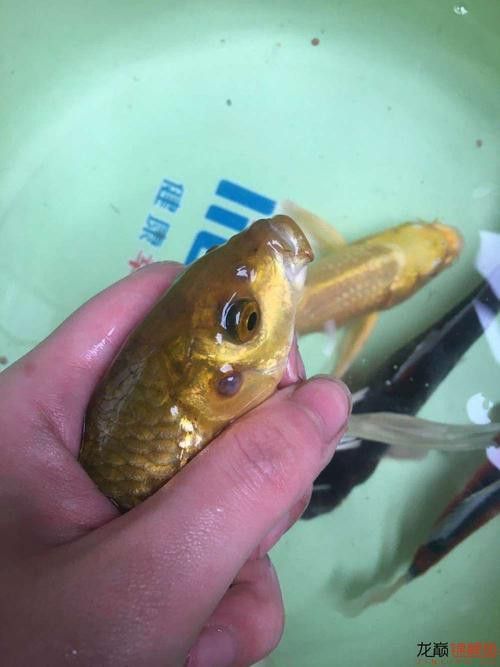 金龍魚尾巴上長了紅色疙瘩圖片