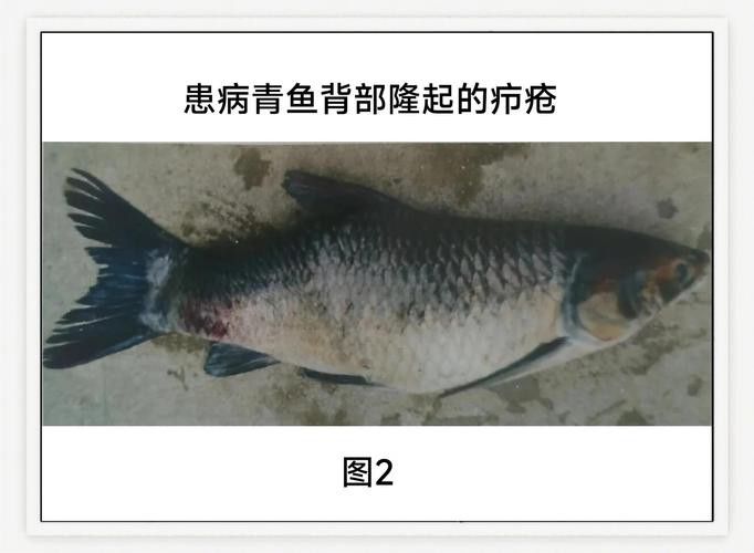 金龍魚尾巴上長了紅色疙瘩圖片