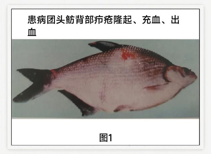 金龍魚尾巴上長了紅色疙瘩圖片