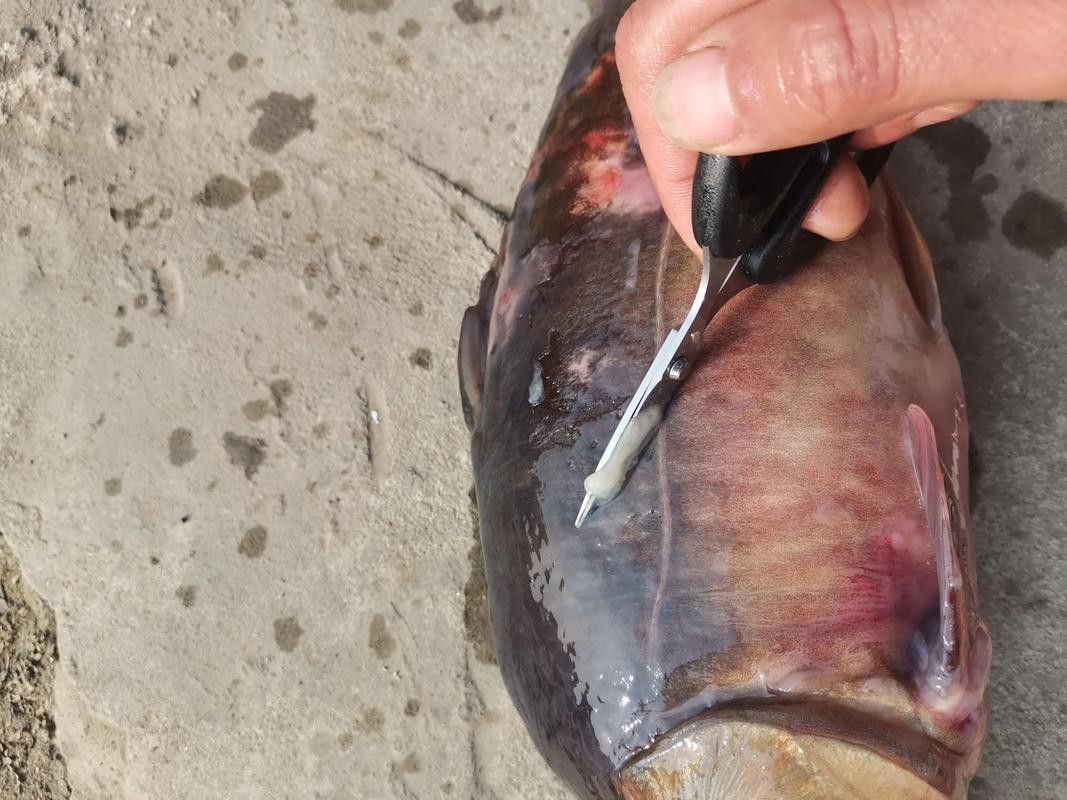金龍魚尾巴上長了紅色疙瘩圖片