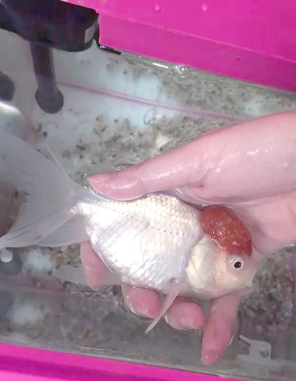 金龍魚尾巴上長了紅色疙瘩圖片