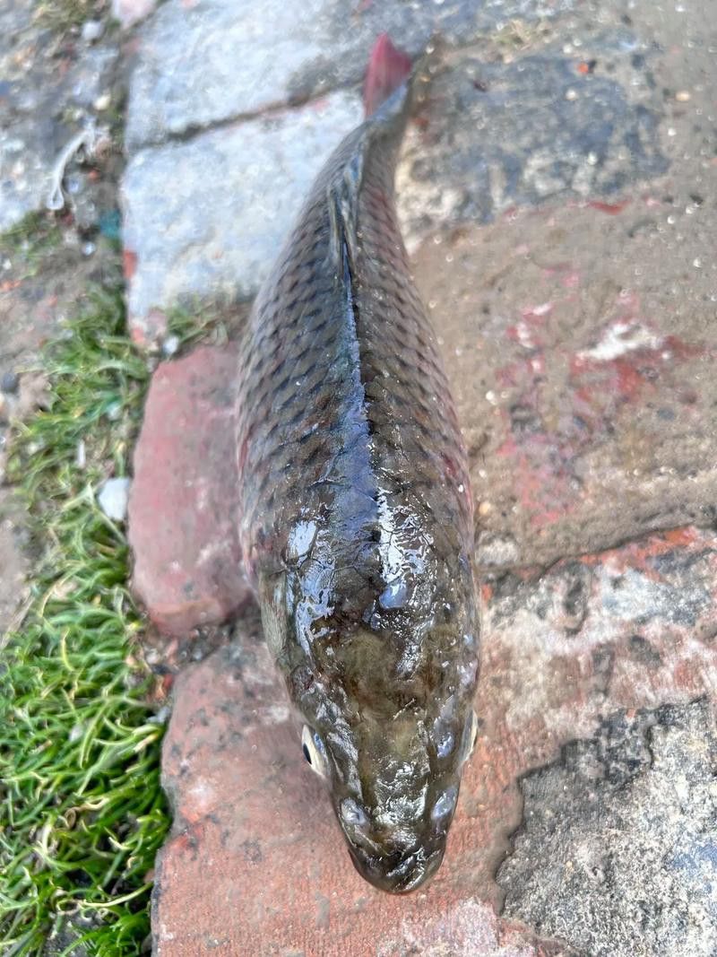 金龍魚尾巴上長了紅色疙瘩圖片