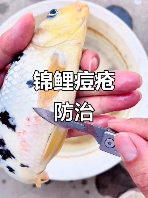 金龍魚尾巴上長了紅色疙瘩圖片