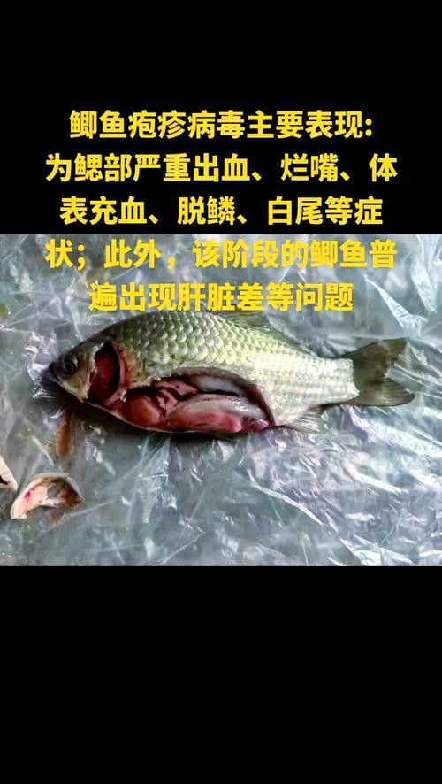 金龍魚尾巴上長了紅色疙瘩圖片
