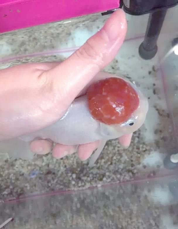 金龍魚尾巴上長了紅色疙瘩圖片