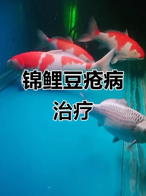金龍魚尾巴上長了紅色疙瘩圖片