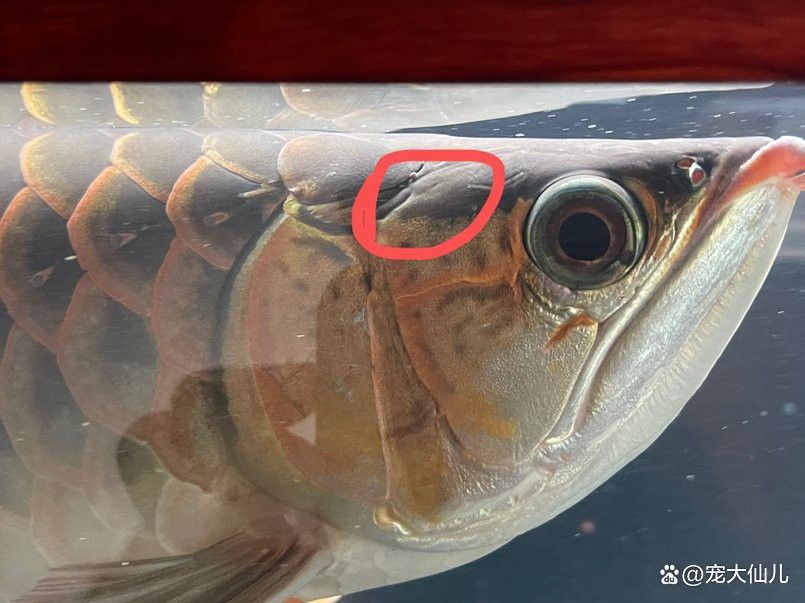 金龍魚尾巴上長了紅色疙瘩圖片