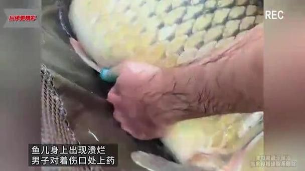 金龍魚尾巴上長了紅色疙瘩圖片