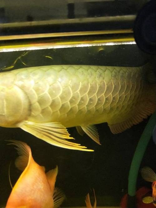 金龍魚尾巴上長了紅色疙瘩圖片