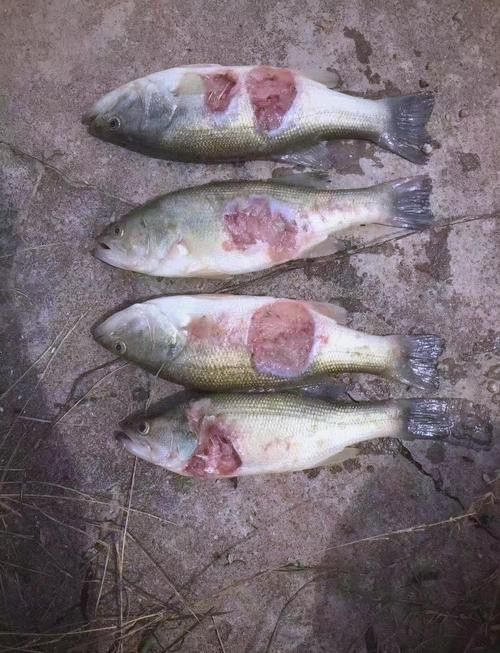 金龍魚尾巴上長了紅色疙瘩圖片