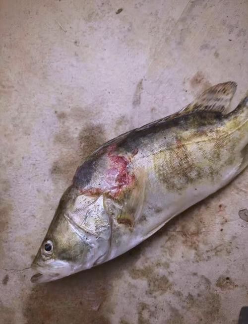 金龍魚尾巴上長了紅色疙瘩圖片