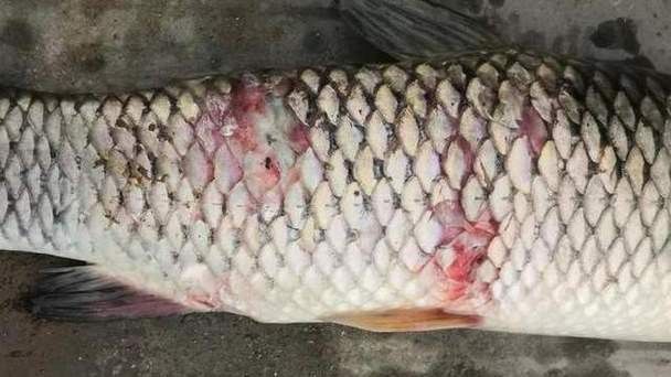 金龍魚尾巴上長了紅色疙瘩圖片